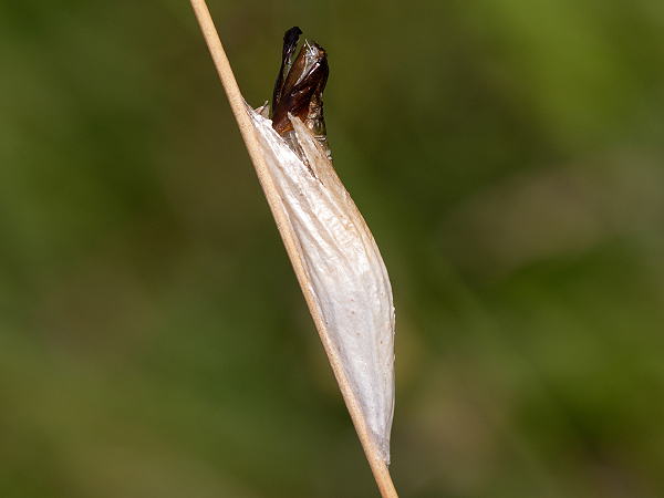 Vretienka obyčajná
