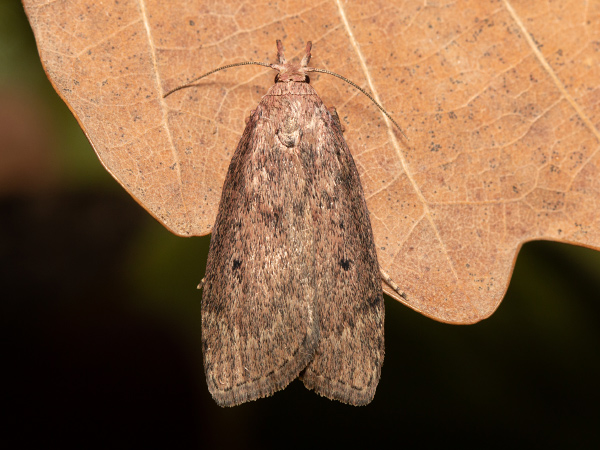 Bee Moth