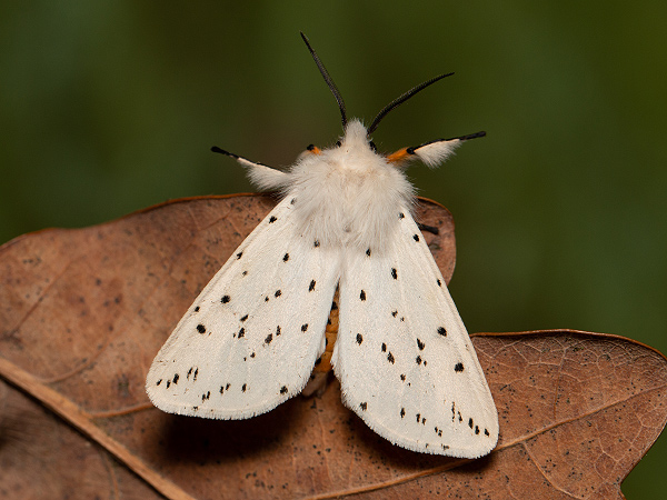 Spriadač obyčajný