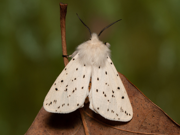 Spriadač obyčajný