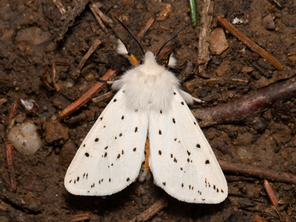 Spriadač obyčajný