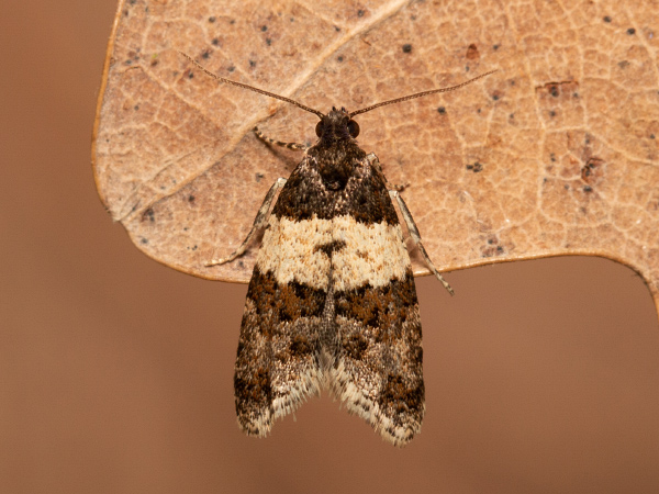 Obaľovač hybridný