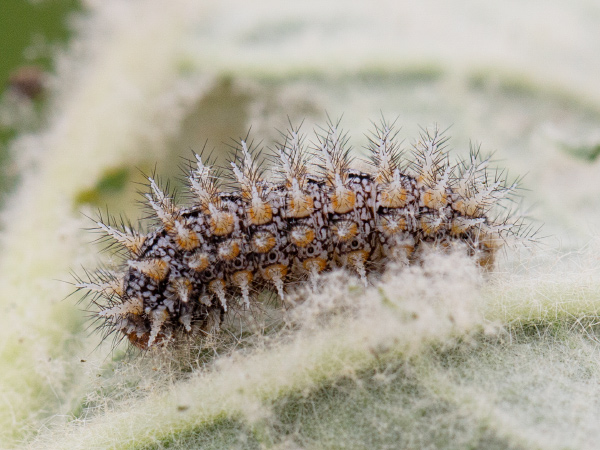 Hnedáčik divozelový