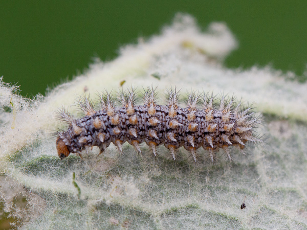 Lesser Spotted Fritillary