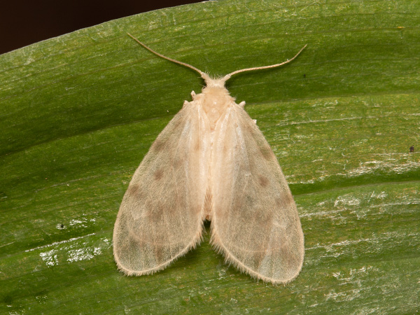 Lišajníkovec priesvitný