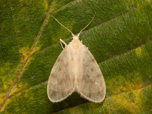 Lišajníkovec priesvitný