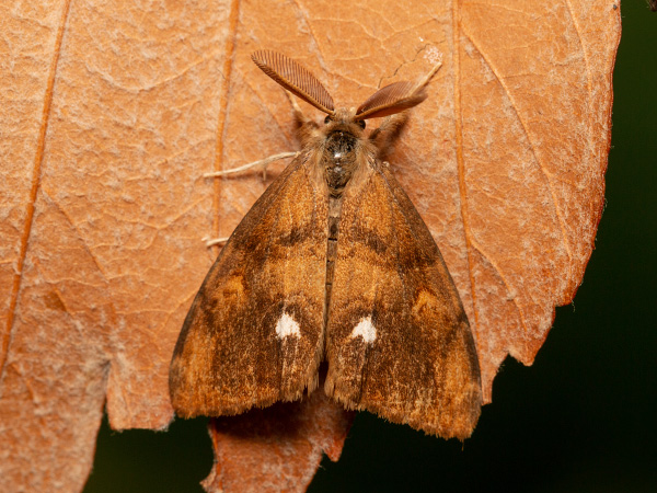 Štetinavec trnkový