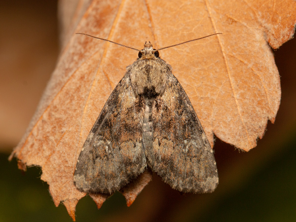 Slender Brindle