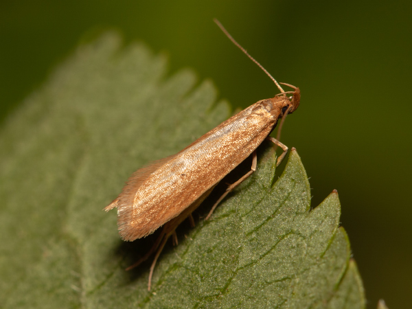 Common Zebra Moth