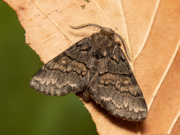 Hřbetozubec nepravý