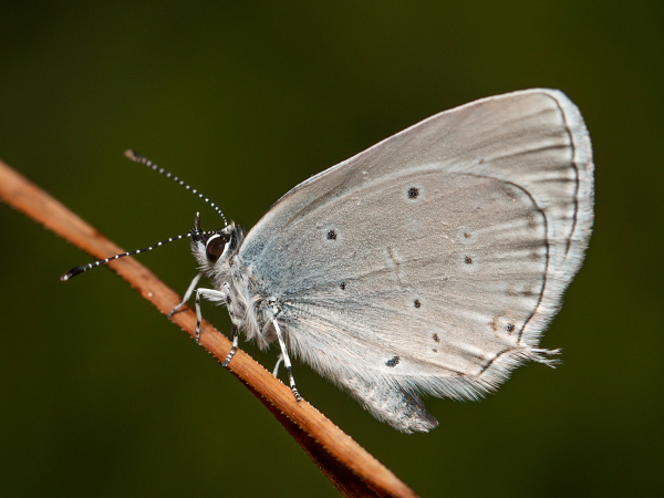 Eastern Short-tailed Blue