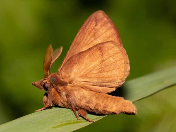 Priadkovec trávový