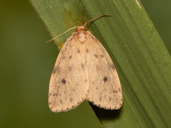 Lišejníkovec mokřadní