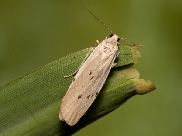 Dotted Footman