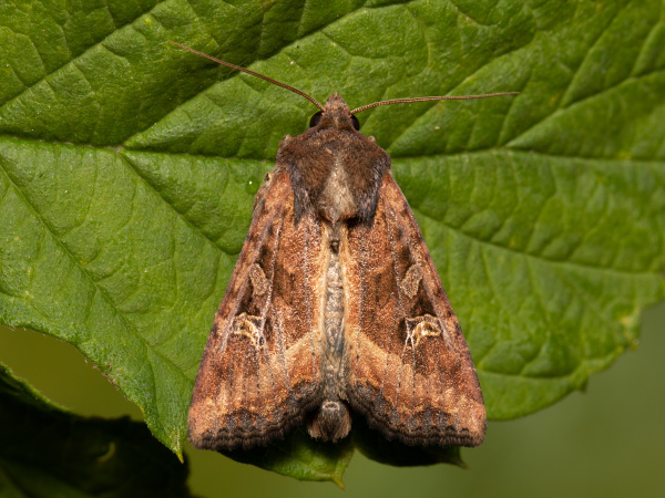 Šedavka pobřežní