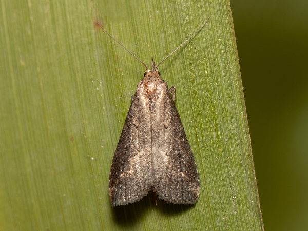 Pinion-streaked Snout