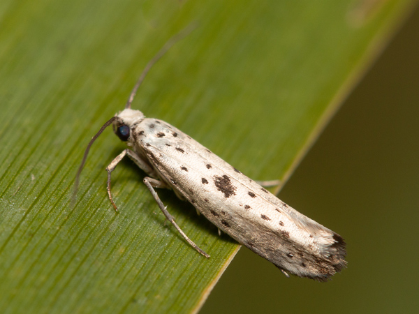 Priadzovec bršlenový