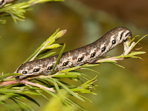Willowherb Hawk-moth