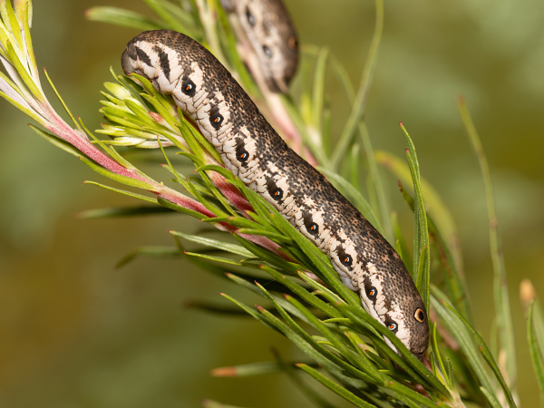 Willowherb Hawk-moth