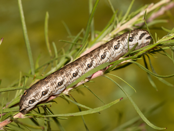 Willowherb Hawk-moth