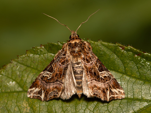 Adlerfarneule