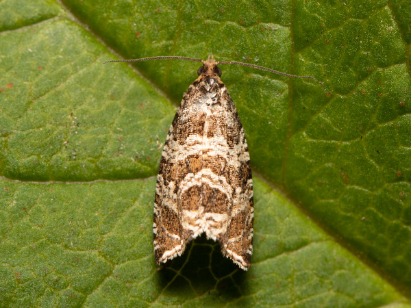 Silver-striped Marble