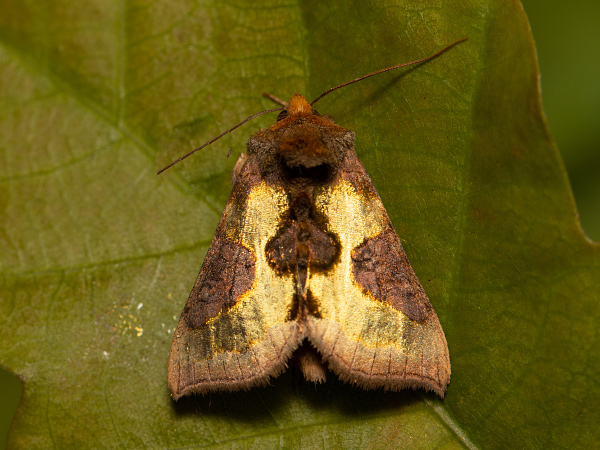 Mora Tuttova