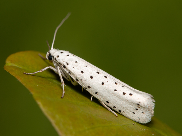 Apple Ermine