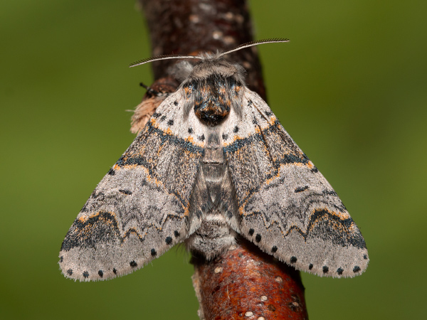 Sallow Kitten