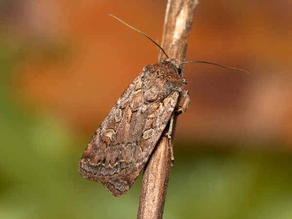 White-line Dart
