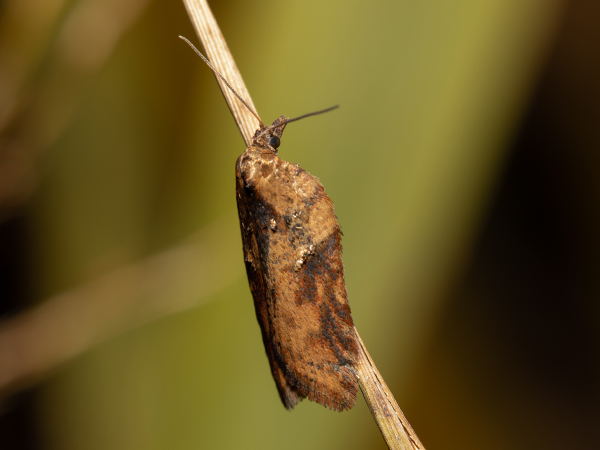 Acleris Hastiana Moth