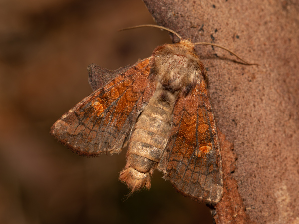 Travařka rašeliništní