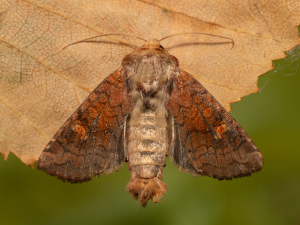 Travařka rašeliništní