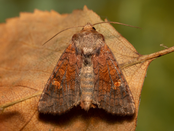 Travařka rašeliništní