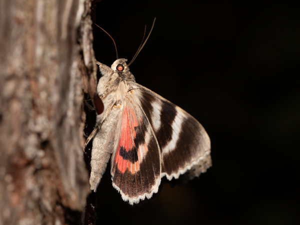 Stužkonoska olšová