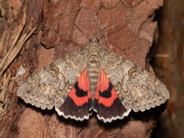 Stužkonoska olšová