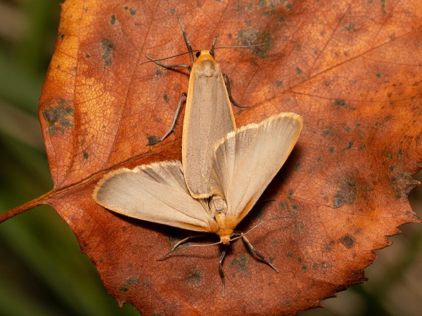 Buff Footman