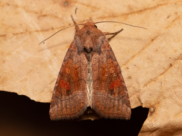 Travařka rašeliništní