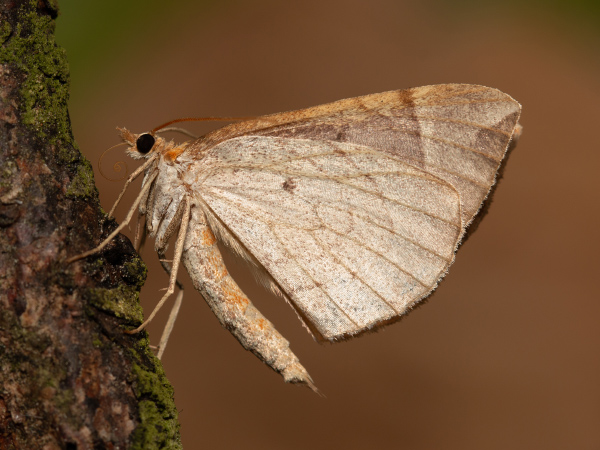 Chevron Moth