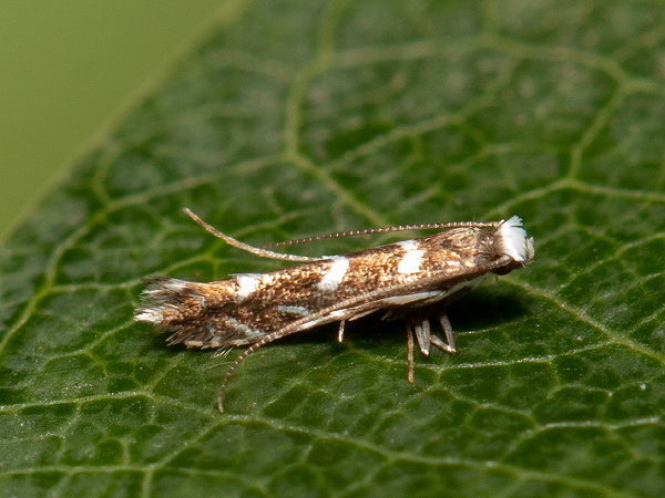 Vzpřímenka akátová