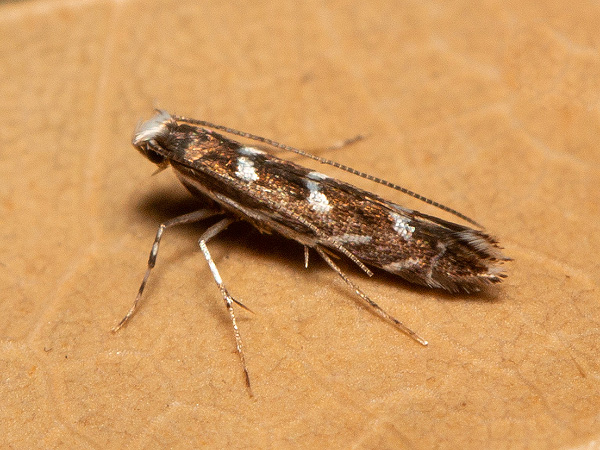 Vzpřímenka akátová