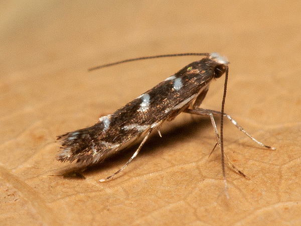 Locust Leaf Miner