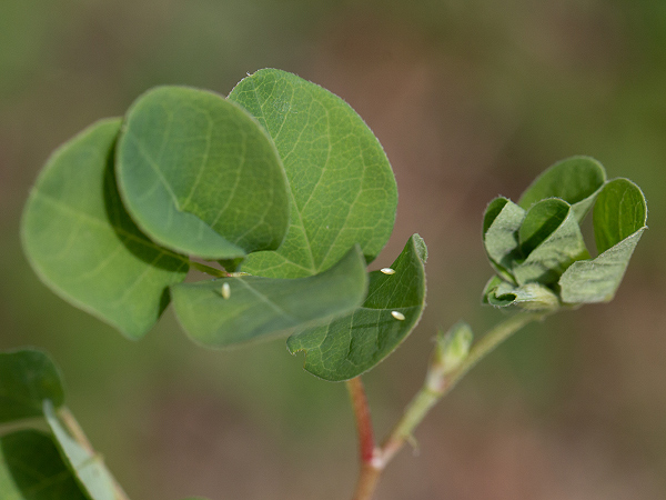 Žltáčik vičencový