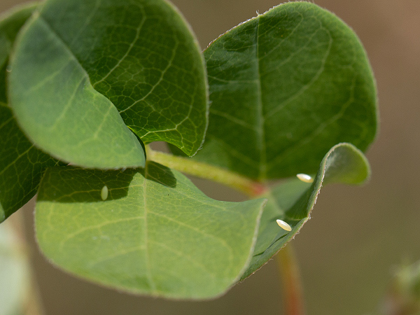 Žltáčik vičencový