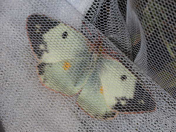 Žltáčik vičencový