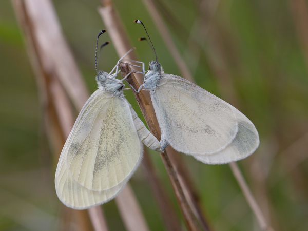 Bělásek hrachorový