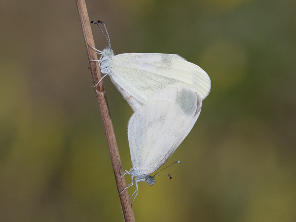 Wood White