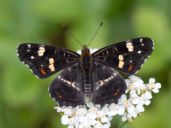 Map Butterfly
