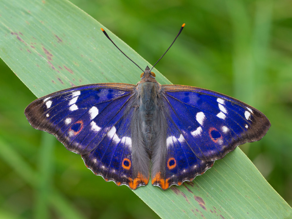 Lesser Purple Emperor