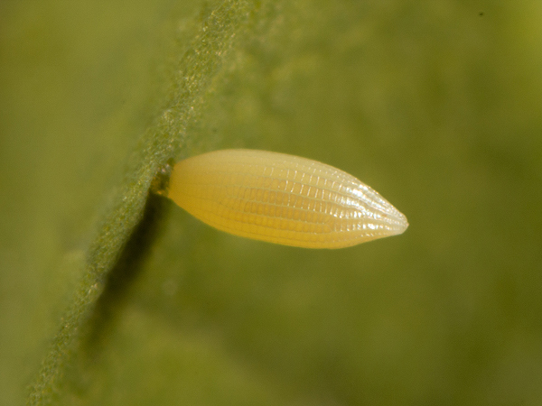 Žltáčik vičencový